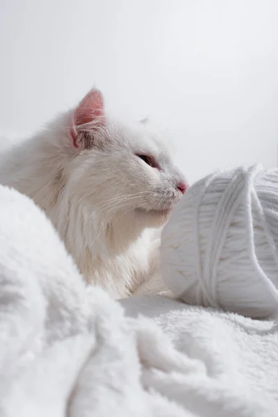 White cat near tangled ball of thread isolated on gray — Stock Photo