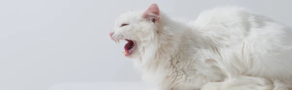 Пухнастий кіт робить млявий звук ізольованим на сірому, банер — стокове фото