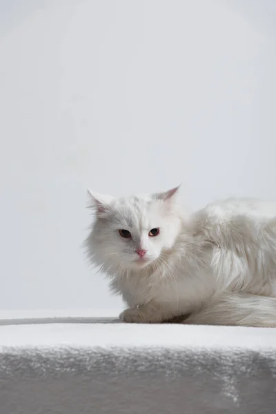 Gato peludo doméstico em cobertor macio isolado em cinza — Fotografia de Stock