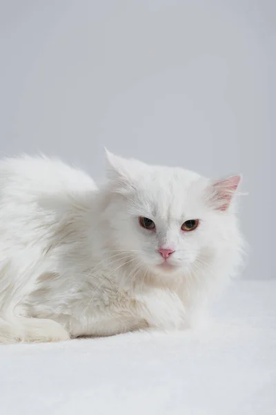 Weiße Hauskatze auf weicher Decke isoliert auf grau — Stockfoto