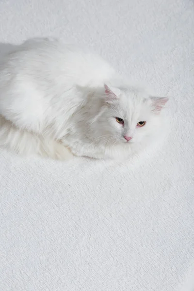 High angle view of domestic furry cat on white and soft blanket — Stock Photo