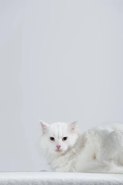 Domestic and furry cat on white blanket isolated on grey — Stock Photo