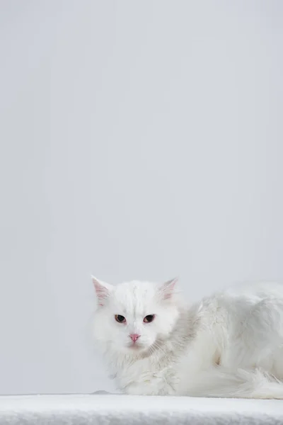 Hauskatze und pelzige Katze auf weißer Decke isoliert auf grau — Stockfoto