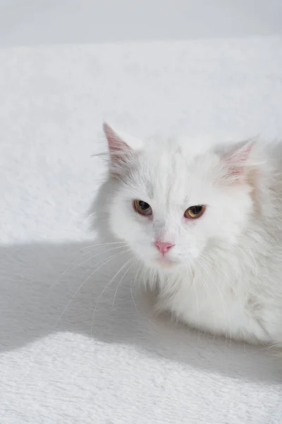 Gato blanco y doméstico en manta suave - foto de stock