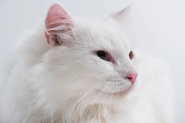 Gato branco e doméstico isolado em branco — Fotografia de Stock
