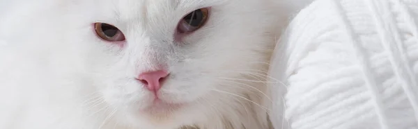 Chat domestique blanc près de boule de fil enchevêtrée, bannière — Photo de stock