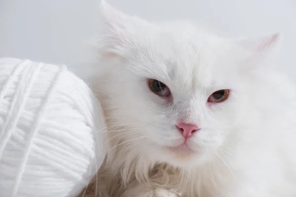 Домашняя кошка рядом с запутанным клубком ниток, изолированным на сером — стоковое фото
