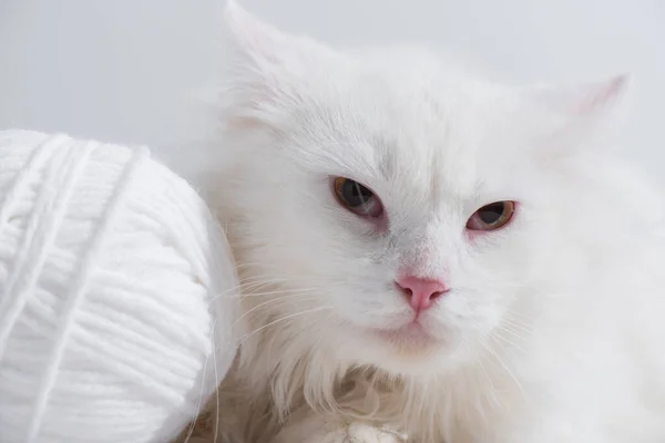 Domestic cat near tangled ball of thread isolated on grey — Stock Photo