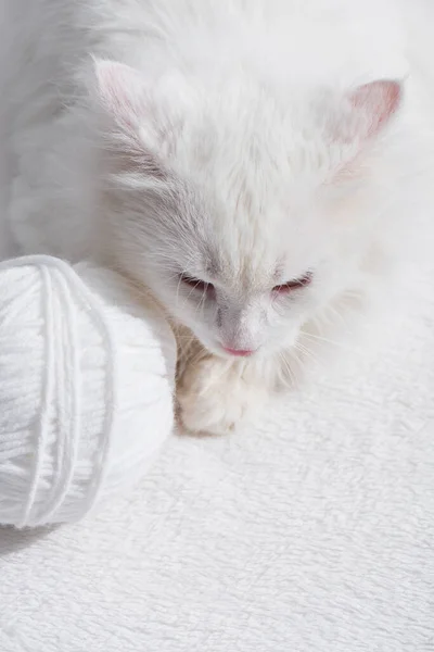 Top view of white domestic cat near tangled ball of thread — Stock Photo