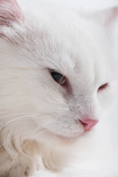 Close up of domestic fluffy white cat — Stock Photo