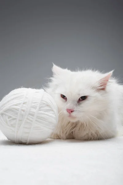 Domestic cat near white tangled ball of thread isolated on grey — Stock Photo