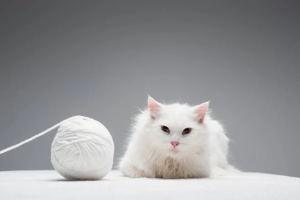 Gatto domestico peloso vicino a palla aggrovigliata di filo isolato su grigio — Foto stock