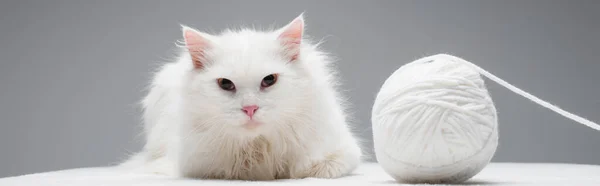 White domestic cat near tangled ball of thread isolated on grey, banner — Stock Photo