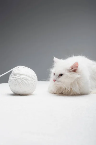 White domestic cat near tangled ball of thread isolated on grey — Stock Photo