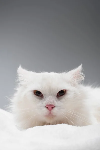 Gato branco no cobertor branco macio isolado no cinza — Fotografia de Stock