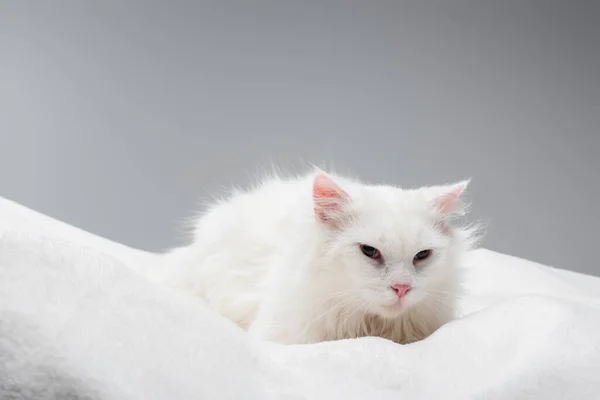 Domestic white cat lying on soft white blanket isolated on grey — Stock Photo