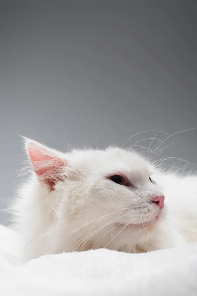 Weiße Hauskatze auf weicher weißer Decke isoliert auf grau — Stockfoto