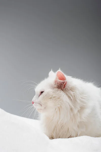 Domestic and fluffy cat on soft blanket isolated on grey — Stock Photo