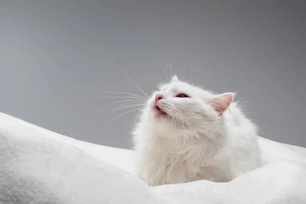 Пухнастий білий кіт на м'якій ковдрі ізольований на сірому — стокове фото