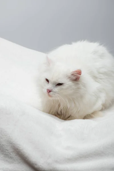 Домашній білий кіт на м'якій ковдрі ізольований на сірому — стокове фото