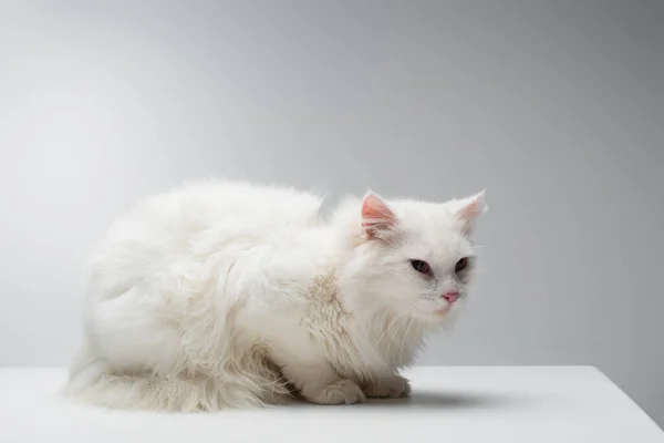 Häusliche flauschige Katze auf weißem Schreibtisch isoliert auf grau — Stockfoto