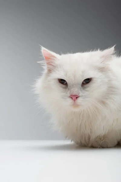 Domestic fluffy cat on white table isolated on grey — Stock Photo