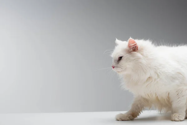 Domestic fluffy cat walking on white desk isolated on grey — Stock Photo
