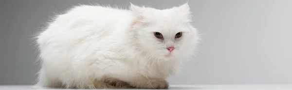 Домашній пухнастий кіт лежить на білому столі ізольований на сірому, банер — стокове фото