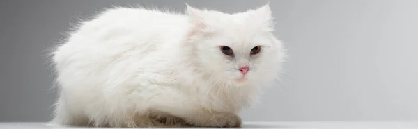 Domestic fluffy cat lying on white desk isolated on grey, banner — Stock Photo