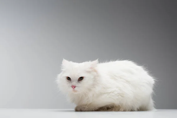 Domestic fluffy cat lying on white table isolated on grey — Stock Photo