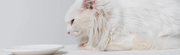 Gato peludo doméstico acostado cerca del plato con leche en la superficie blanca, pancarta - foto de stock