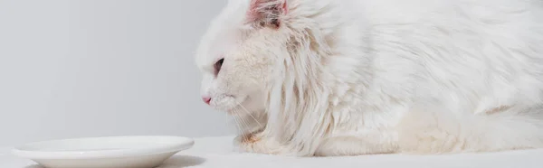 Domestic fluffy cat lying near plate with milk on white surface, banner — Stock Photo