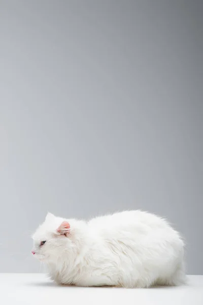 Domestic fluffy cat lying near plate with milk on white surface isolated on grey — Stock Photo