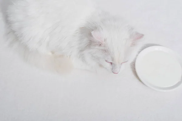 Top view of domestic fluffy cat lying near plate with milk on white surface — Stock Photo