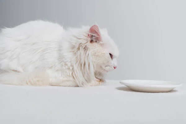 Domestic white cat lying near plate with milk on table isolated on grey — Stock Photo