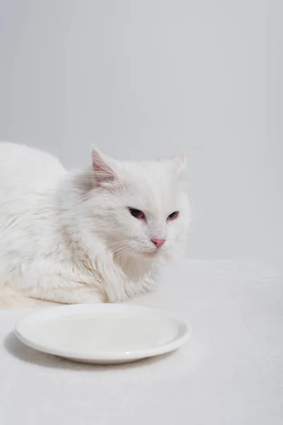 Fluffy cat lying near plate with milk on white desk isolated on grey — Stock Photo