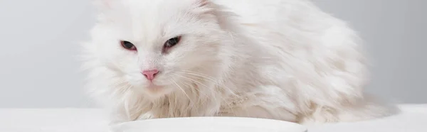 Domestic fluffy cat lying near plate isolated on grey, banner — Stock Photo