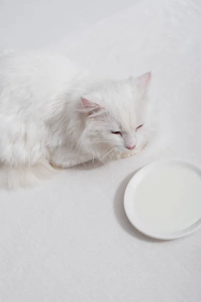 High angle view of domestic fluffy cat lying near plate with milk on white surface — Stock Photo