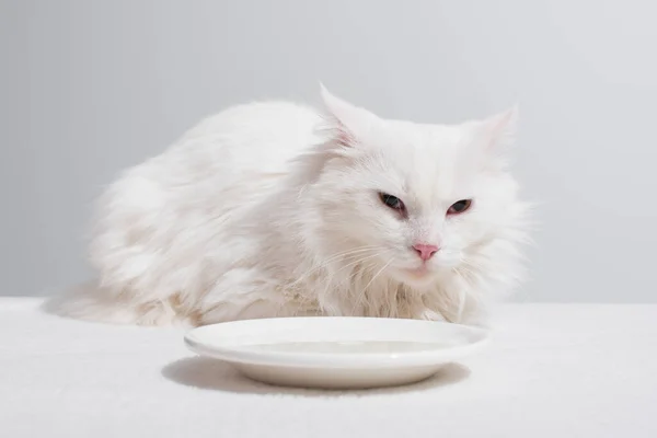 Домашній кіт лежить біля тарілки з молоком на білому столі ізольовано на сірому — стокове фото