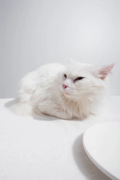 Gato peludo doméstico acostado cerca de plato con leche sobre escritorio blanco aislado en gris - foto de stock