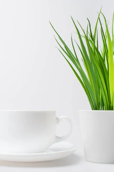 Green plant near empty cup and saucer isolated on white — Stock Photo