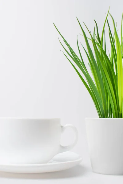 Planta verde perto de copo vazio e pires isolado em branco — Fotografia de Stock