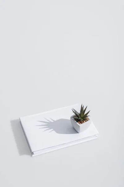 Vista ad angolo alto di pianta verde su libro con copertina rigida su bianco — Foto stock