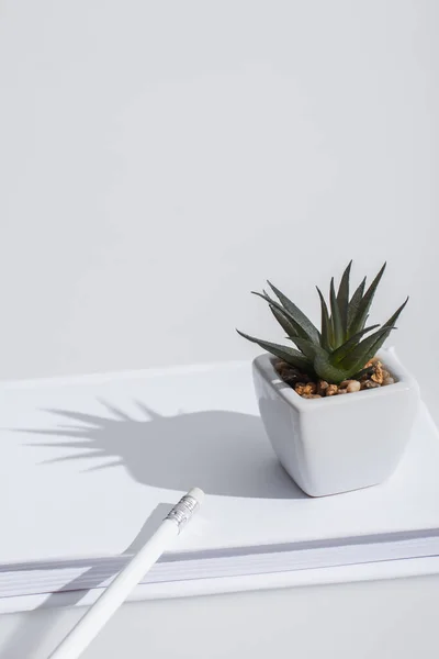 Grüne Aloe-Pflanze auf Buch mit Hardcover auf weißem Hintergrund — Stockfoto
