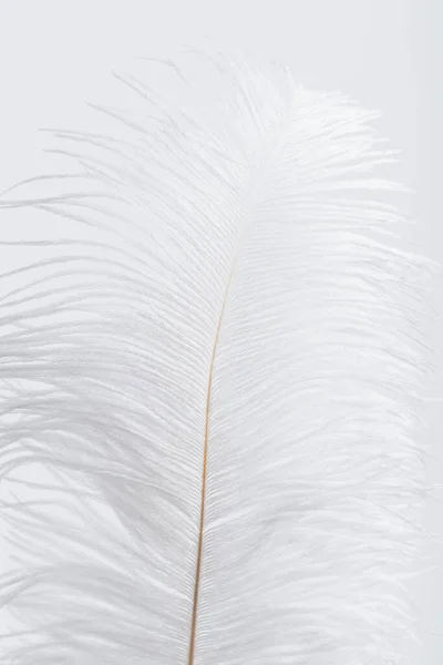 Pluma suave e ingrávida aislada en blanco - foto de stock