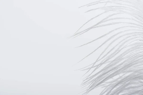 Weightless and soft feather isolated on white with copy space — Stock Photo