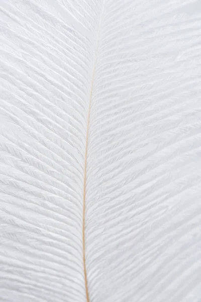 Pluma ligera y suave aislada en blanco - foto de stock