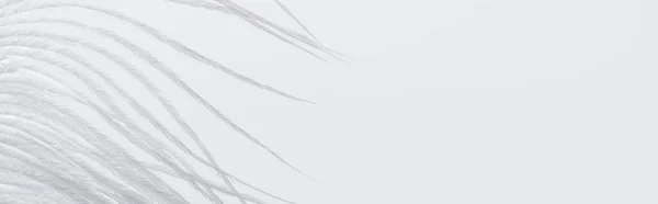 Schwerelose und weiche Feder isoliert auf weiß, Banner — Stockfoto
