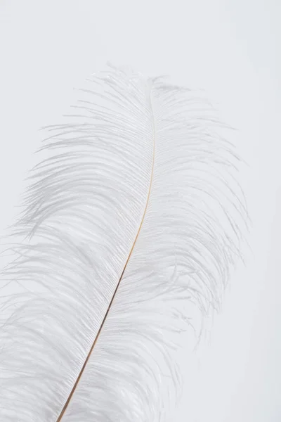 Pluma ingrávida y esponjosa aislada en blanco - foto de stock