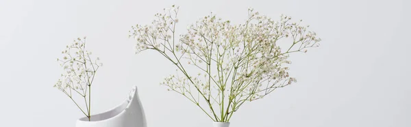 Branches avec des fleurs en fleurs dans un vase isolé sur blanc, bannière — Photo de stock